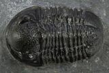 Cyphaspis Walteri With Gerastos Trilobite - Mrakib, Morocco #312258-2